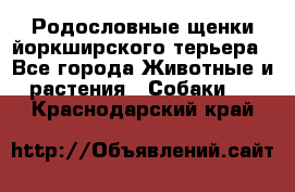 Родословные щенки йоркширского терьера - Все города Животные и растения » Собаки   . Краснодарский край